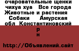 очаровательные щенки чихуа-хуа - Все города Животные и растения » Собаки   . Амурская обл.,Константиновский р-н